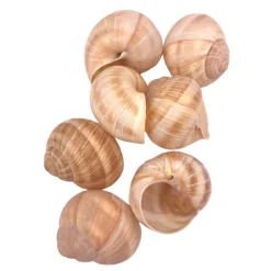 Sabarot Helix Large Snail Shells x 12